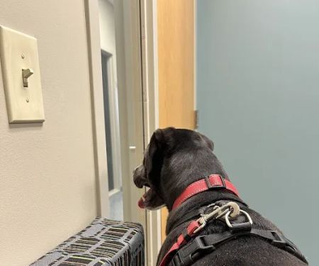 IndyVet Emergency & Specialty Hospital
