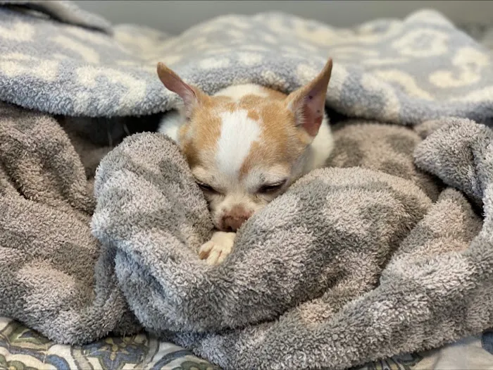 IndyVet Emergency & Specialty Hospital Picture 9