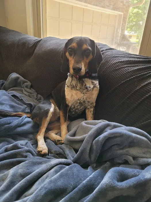 IndyVet Emergency & Specialty Hospital Picture 7