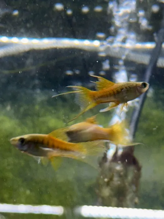Fish Happens Picture 9