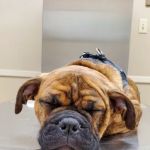 Brookville Road Animal Hospital: Crowe Jennifer DVM