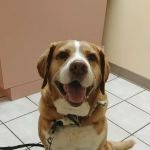 Animal Medical Center