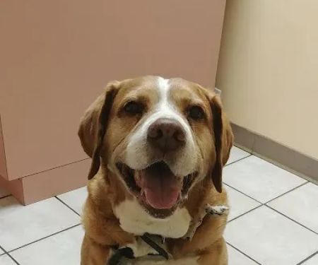 Animal Medical Center