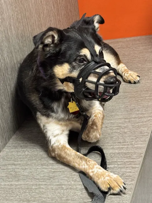 30th Street Animal Hospital Picture 2