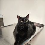 30th Street Animal Hospital
