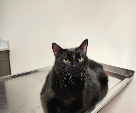 30th Street Animal Hospital