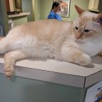 Irvington Pet Clinic