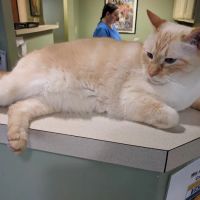 Irvington Pet Clinic ico