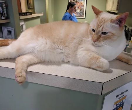 Irvington Pet Clinic