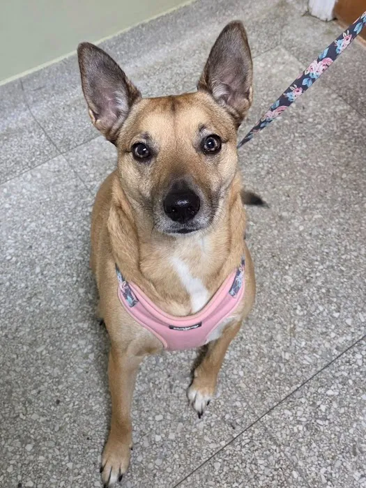 Noah's Brandywine Animal Hospital Picture 2