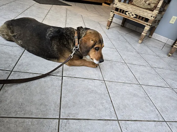 Middletown Animal Hospital Picture 10