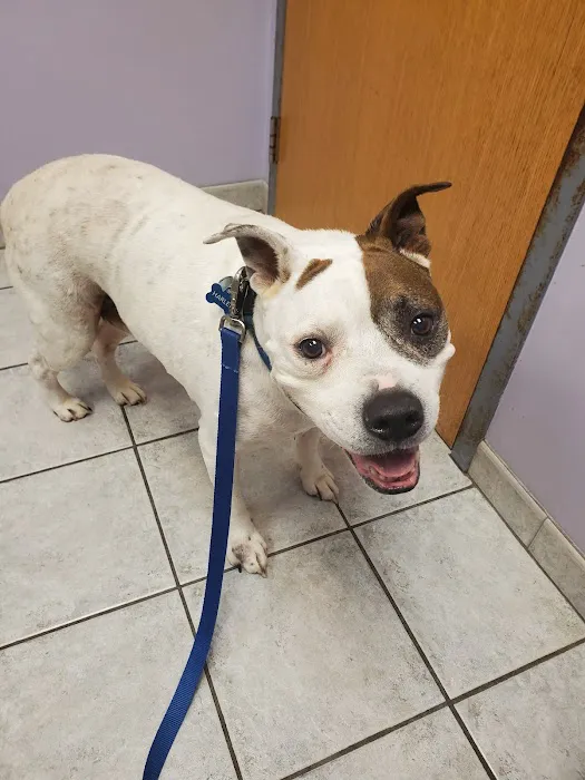 Middletown Animal Hospital Picture 6