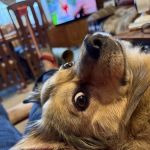 Middletown Animal Hospital