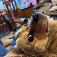 Middletown Animal Hospital ico