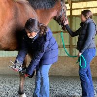 SKILLMAN Veterinary Services- Equine Veterinarian Clinic ico