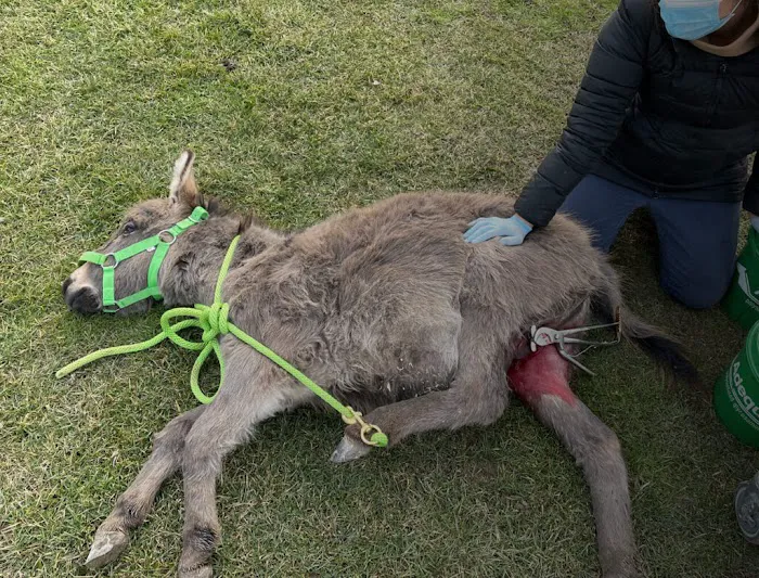 SKILLMAN Veterinary Services- Equine Veterinarian Clinic Picture 9
