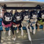 South Side Animal Hospital