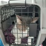 Churchman Animal Hospital