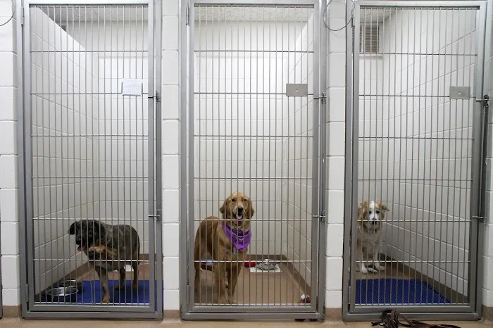VCA Swengel Animal Hospital Picture 3