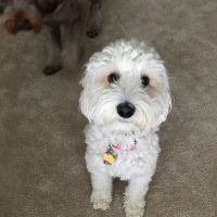 Clough Pike Veterinary Clinic ico