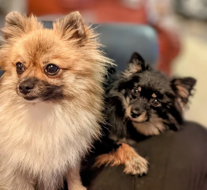 Family Animal Hospital Picture 2