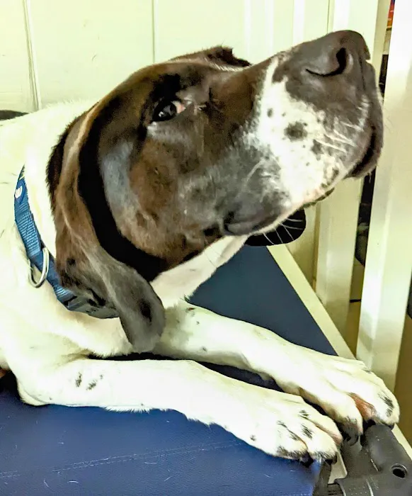 Family Animal Hospital Picture 3