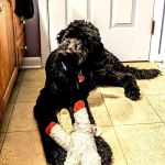 Family Animal Hospital