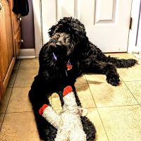 Family Animal Hospital ico