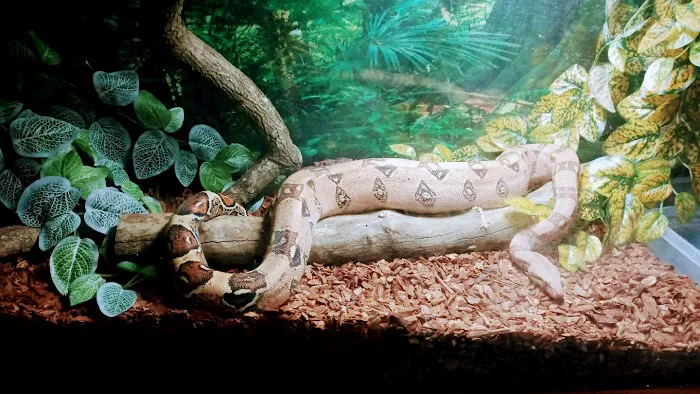 RG Reptile Enclosures Picture 7