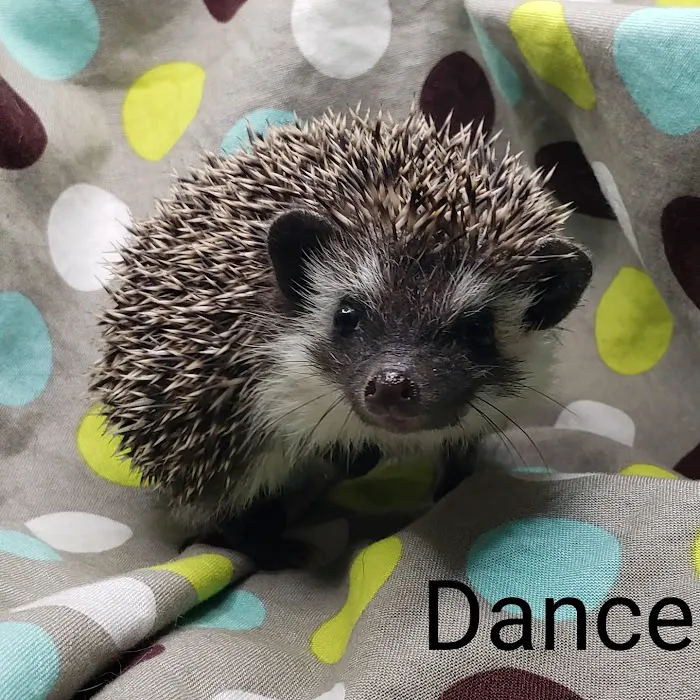 Quirky Quills Hedgehogs- Appointment Only Picture 6