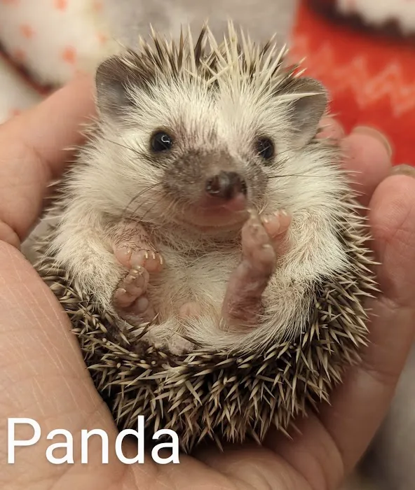 Quirky Quills Hedgehogs- Appointment Only Picture 5
