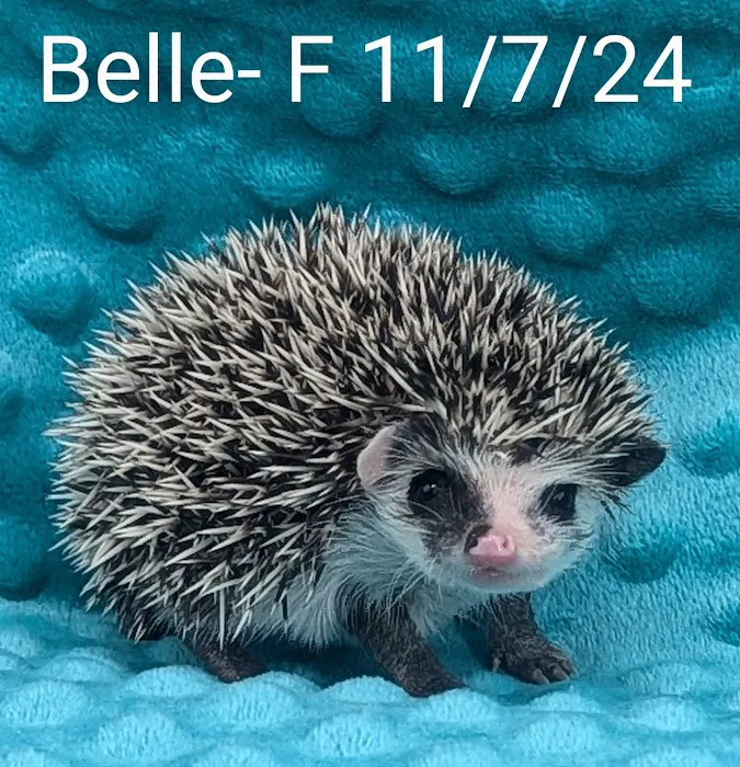 Quirky Quills Hedgehogs- Appointment Only Picture 7