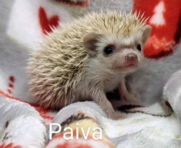 Quirky Quills Hedgehogs- Appointment Only Picture 1