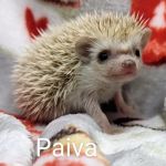 Quirky Quills Hedgehogs- Appointment Only