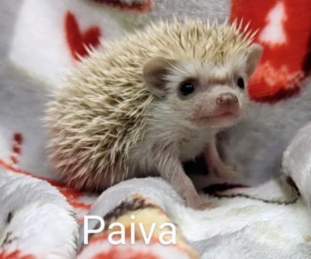 Quirky Quills Hedgehogs- Appointment Only