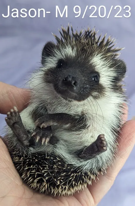 Quirky Quills Hedgehogs- Appointment Only Picture 2