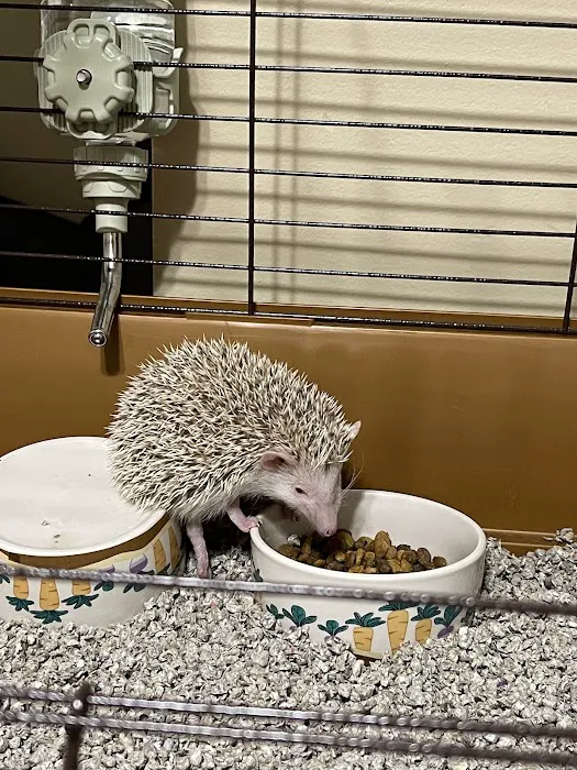 Quirky Quills Hedgehogs- Appointment Only Picture 4