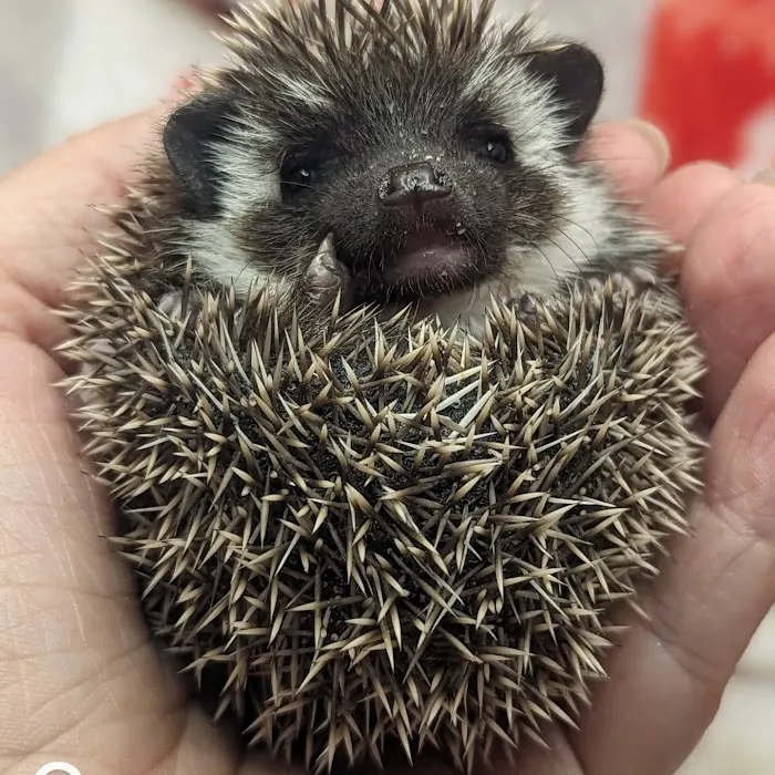 Quirky Quills Hedgehogs- Appointment Only Picture 3
