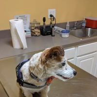 Rolling Hills Veterinary Service ico