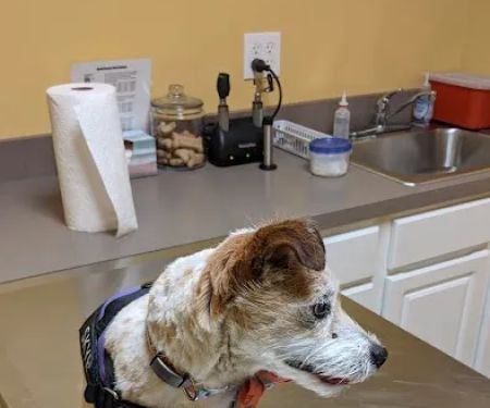 Rolling Hills Veterinary Service