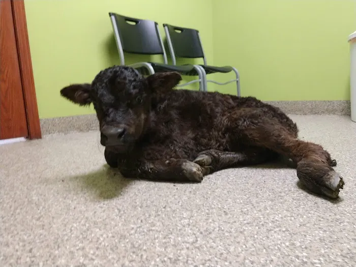 Rolling Hills Veterinary Service Picture 4