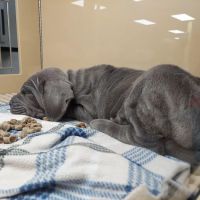 Petland Eastgate ico