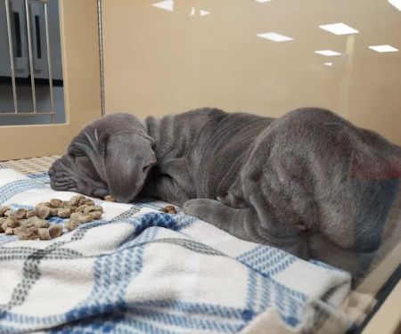 Petland Eastgate