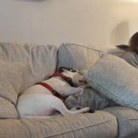 MY PET'S PLACE ico