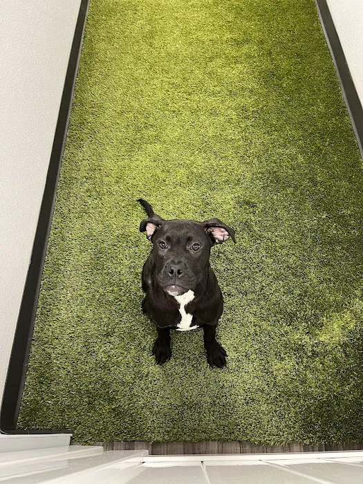 My Pet's Vet Eastgate Picture 1