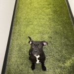 My Pet's Vet Eastgate