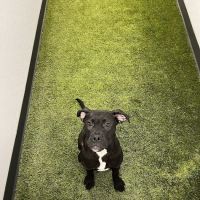 My Pet's Vet Eastgate ico