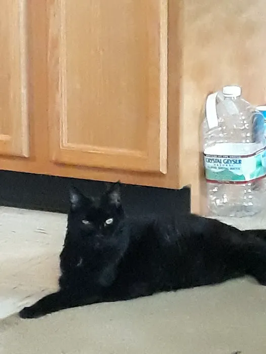 Animal Wellness Hospital Picture 8