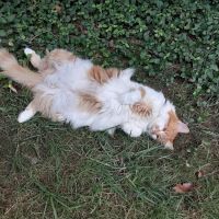 Animal Wellness Hospital ico