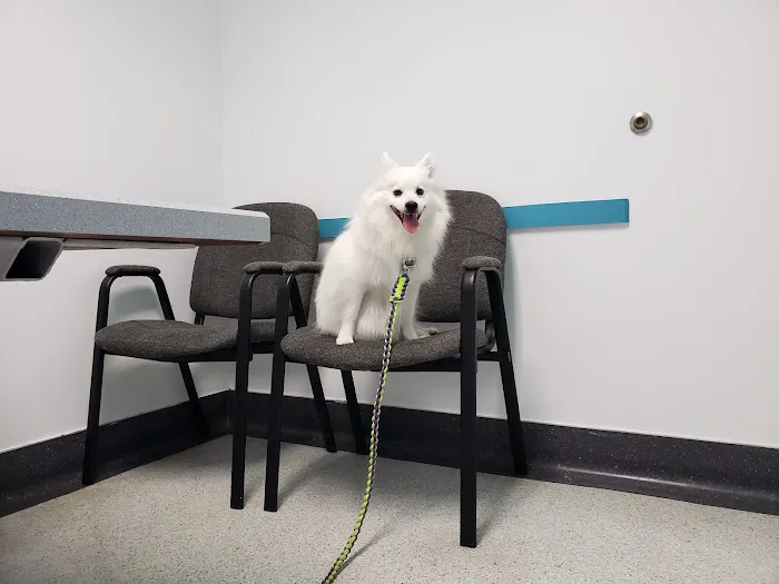 Animal Wellness Hospital Picture 7